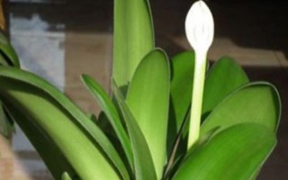 虎耳蘭的種植方法，生長(zhǎng)期間讓土壤保持濕潤(rùn)