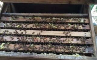 中蜂的分峰征兆，蜂群中出現(xiàn)大量雄蜂房是早期預(yù)兆
