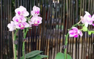 蝴蝶蘭的養(yǎng)殖要點，生長適溫為18-28℃