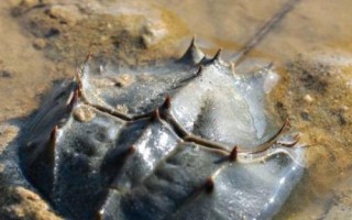 鱟魚(yú)有沒(méi)有毒，屬于有毒動(dòng)物