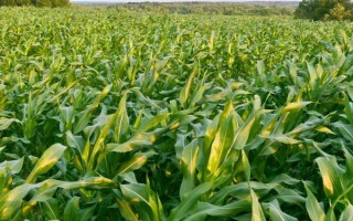 灃源203玉米種子特點，平均生育期139天