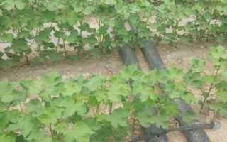 棉花僵苗的原因及防治方法，移栽時(shí)溫差過大或施肥不當(dāng)都會(huì)導(dǎo)致