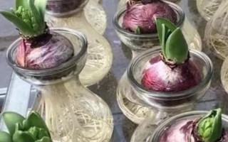 風(fēng)信子的花語是什么，寓意懷念、勝利等