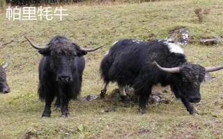 西藏那曲市的特產(chǎn)，酥油是藏族人不可缺少的食品