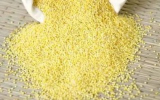 中國(guó)最好的小米產(chǎn)地在哪里，蔚縣、沁州、龍山等地的小米都很有名