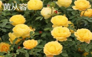 花開的多又抗病的月季品種有哪些，黃從容和夢(mèng)光環(huán)選的較多