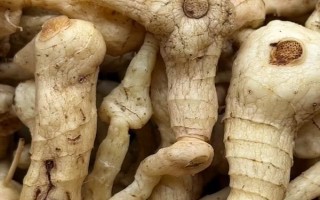黃精有幾種品種，分為雞頭黃精、姜形黃精、滇黃精
