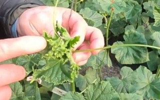 黃瓜打頂?shù)陌Y狀，表現(xiàn)為黃瓜藤的頂端部位不長(zhǎng)新葉且出現(xiàn)花抱頭等