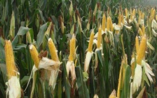 利合727玉米種簡介，播種后及時噴灑化學封閉除草劑
