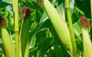 玉迪838玉米種簡介，大喇叭口期防治玉米螟蟲
