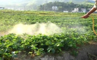 怎么治療草莓白粉病，發(fā)病后可噴施醚菌酯等藥劑