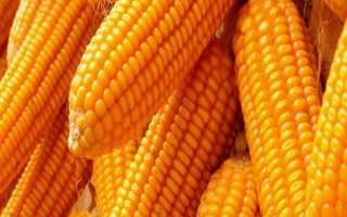 富玉1號玉米種子特征特性，該品種為普通玉米