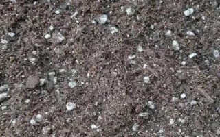水蠟種子的種植方法，用溫水浸泡后再拌入河沙中播種