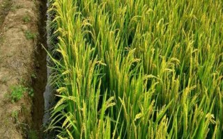 晶泰優(yōu)莉香水稻種簡介，秧田畝播種量10.0千克