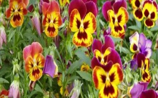 蝴蝶花有什么花語，具有請(qǐng)思念我、沉默的愛等寓意