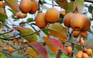 河南洛寧縣的特產(chǎn)，淡竹栽培歷史悠久