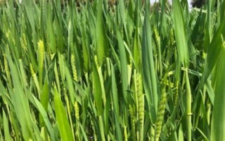山農(nóng)65小麥品種簡介，適宜播期10月上旬