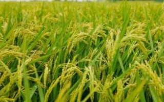 荃兩優(yōu)絲苗水稻種子特征特性，全生育期為154.2天