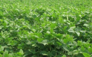 周豆28大豆種子簡介，黃淮海夏大豆品種