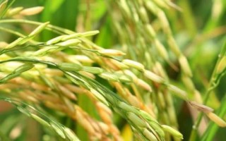 黔豐優(yōu)990水稻種子簡(jiǎn)介，精量播種育壯秧