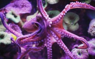 望潮和章魚(yú)的區(qū)別，種類(lèi)和分布均不同