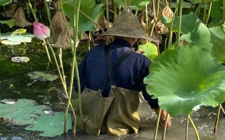荷花光照不夠怎么處理，可移到光照好的環(huán)境中