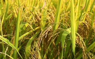 源兩優(yōu)1568水稻種子特點，全生育期138.0天