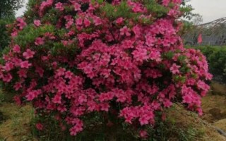 四季杜鵑的產(chǎn)地，除新疆和寧夏外各省區(qū)均有分布