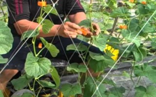 黃瓜打頂?shù)陌Y狀，表現(xiàn)為黃瓜藤的頂端部位不長(zhǎng)新葉且出現(xiàn)花抱頭等