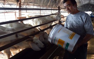 養(yǎng)殖戶對于飼料成本與飼養(yǎng)成本的誤區(qū)，飼料成本越低越好是一種錯誤的想法