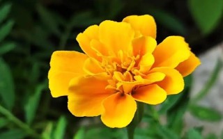 萬壽菊的形態(tài)特征，株高在150厘米左右