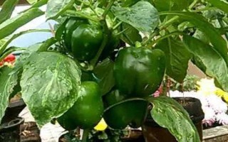 盆栽蔬菜的種植注意事項(xiàng)，應(yīng)選擇矮生型品種