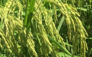龍粳3100水稻種子介紹，該品種主莖11片葉