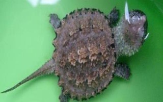 鱷龜不想養(yǎng)了怎么處理，可以送到當(dāng)?shù)氐乃屦^