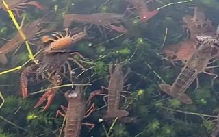 農(nóng)村養(yǎng)殖小龍蝦要注意什么，將黑魚和鱔魚作為重點防范對象