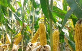 興業(yè)129玉米種子特征特性，品種株型半緊湊