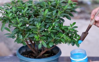 杜鵑花的家庭養(yǎng)法，春秋季通常2-3天可澆1次水