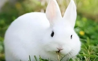 兔子臉上長膿包的治療方法，一般需要通過手術切除膿包