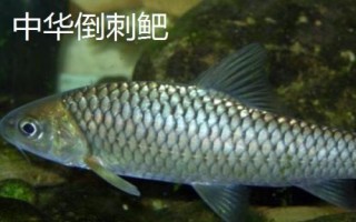 中華倒刺鲃與光倒刺鲃有什么區(qū)別，中華倒刺鲃的體態(tài)近似鯉魚