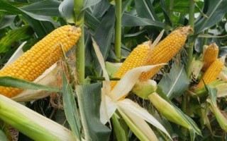 圳甜6號(hào)玉米種子介紹，春植生育期78天