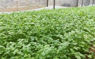 哪些蔬菜可以在6月份種植，適合選擇黃瓜、番茄、豇豆等品種