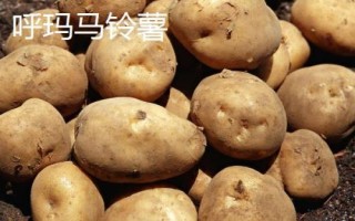 黑龍江省林口縣的特產(chǎn)，滑子蘑深受國(guó)內(nèi)外消費(fèi)者的喜愛