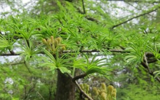 金錢(qián)松的養(yǎng)殖注意事項(xiàng)，要每隔2-3年換1次盆