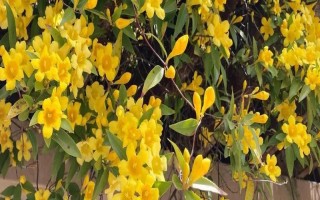 金鉤吻的花期在幾月，花期在9-10月份