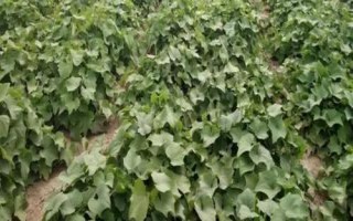 龍須菜怎么管理，株高達到10厘米時要進行二次間苗