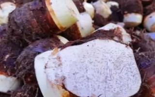 廣芋的保存時(shí)間，放在冰箱中可以保存8-10天左右