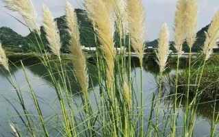 蘆葦?shù)纳L(zhǎng)季節(jié)，生長(zhǎng)旺盛期為每年4月上旬至7月下旬