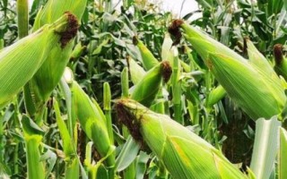 鑫禾567玉米種子簡介，平均生育期129天
