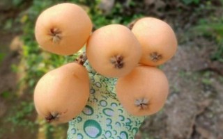 受歡迎的枇杷品種，有大五星枇杷、早鐘六號(hào)枇杷等