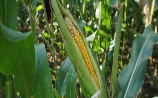 海禾玉16號玉米種子特征特性，湘北3月底到4月初為適宜播期